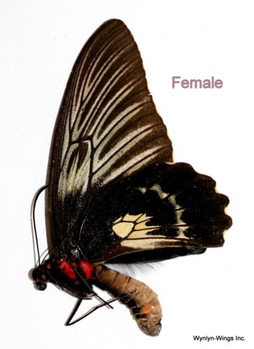 Troides haliphron Bilateral Gynandromorph 4 (Internet Image property of respective owner, non-commercial use only)